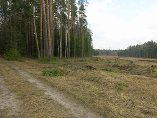 road is in a spring forest, the trees are not green yet