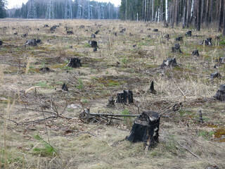 Power line in the spring forest