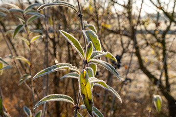 frozen leaves
