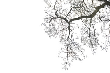 Oak branch. Natural Oak tree branches silhouette on a white background.