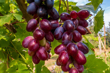 Red grapes, sweet taste, fragrant, crispy, fresh on the tree. Close up