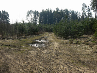 spring April forest in the Moscow region, the foliage has not yet appeared