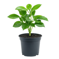 A small plant is in a black plastic pot Transparent Background