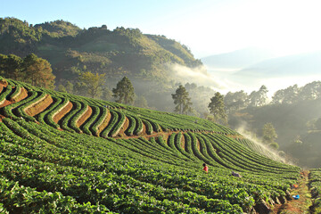 Beautiful scenery of Strawberry Plantation of Doi Angkhang Royal Project in Chiang Mai, Thailand 