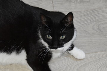 Obraz premium This is a black-white and cute house cat.