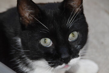 Obraz premium This is a black-white and cute house cat.