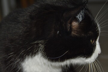 Fototapeta premium This is a black-white and cute house cat.