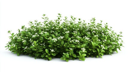 Fototapeta premium Small shrub green leaves white flowers appears to dense bushes