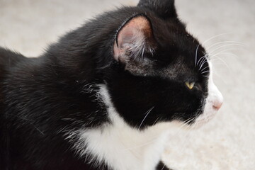 Obraz premium This is a black-white and cute house cat.