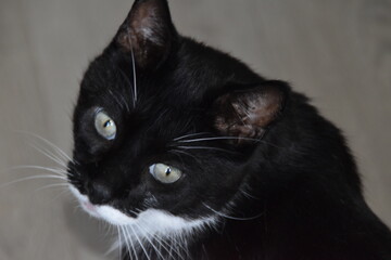 Obraz premium This is a black-white and cute house cat.