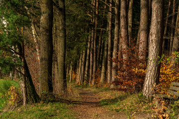 Bavarian Autumn Season Forest Hiking Trail 