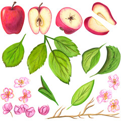 Set of watercolor illustrations with apples, with apple slices and apple tree flowers.