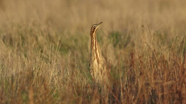 A rare hunting Bittern, Botaurus stellaris, standing at the edge of reeds by the side of a stream in the evening golden hour.