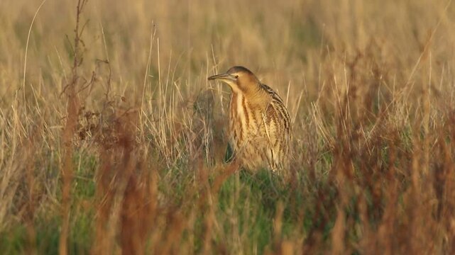 A rare hunting Bittern, Botaurus stellaris, standing at the edge of reeds by the side of a stream in the evening golden hour.