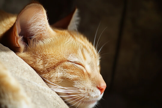 portrait of a cat