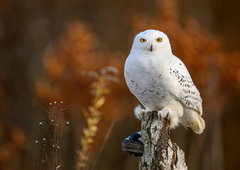 Snowy owl ( bubo scandiacus ) close up