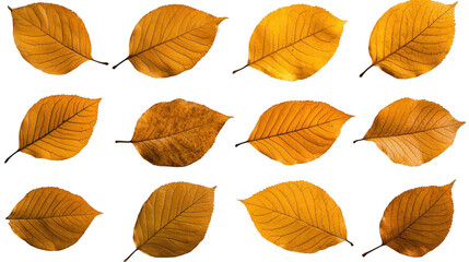 Obraz premium A collection of yellow leaves are shown in various sizes and orientations Transparent Background