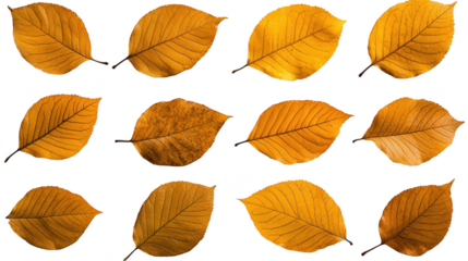 A collection of yellow leaves are shown in various sizes and orientations Transparent Background