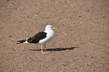 This lesser black-backed gull is standing on a sandy beach in sunny early autumn day.