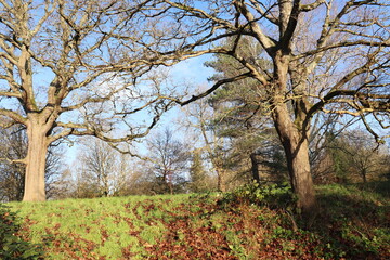 Obraz premium Rough Bark of a Majestic Tree in a Lush Park Setting