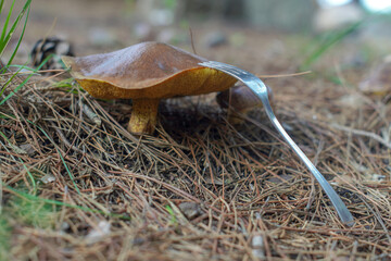 A mushroom among fallen needles. The mushroom cap is pierced with a stainless steel fork, creating a striking contrast between the organic texture of the mushroom and the metal fork.