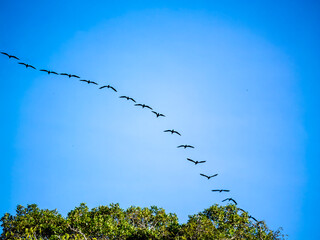 A formation of cranes flies over the rainforest of the Rio Badajos.