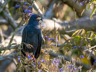 The snail buzzard (Rostrhamus sociabilis), also known as the snail kite, is a bird of prey from the hawk family (Accipitridae).