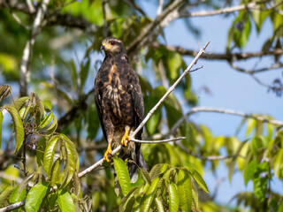 A snail kite (Rostrhamus sociabilis), photographed on the Rio Badajos. The snail kite is a bird of prey.