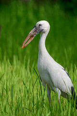 Beauty of birds 