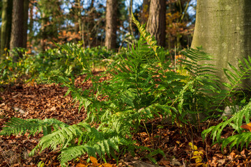 Bavarian green Fern in forest close up view