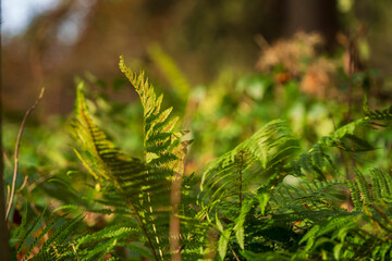 Fototapeta premium Bavarian green Fern in forest close up view