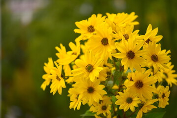 yellow flowers on natural green background