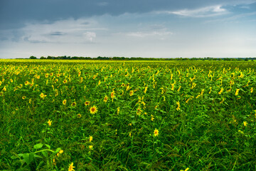 Landscape with a field of sunflowers in rainy cloudy weather. Before a thunderstorm