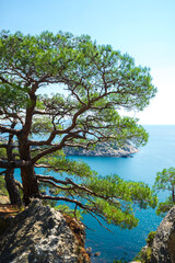 Picturesque pine tree on a rocky slope with the sea in the background. Crimean peninsula. Russia