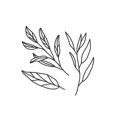 Sage and tarragon branches doodle green. Medicine herb vector hand drawn illustration isolated on white background.