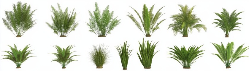 D Render    Green Plants  Ferns  Grasses  Foliage  Isolated on White Background