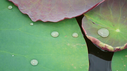 Closeup of water lilies pads flowers and water droplets