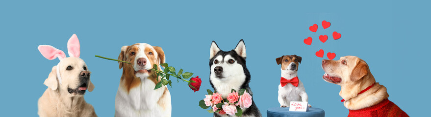 Cute Labrador dog in sweater and paper hearts on blue background. Valentine's Day celebration