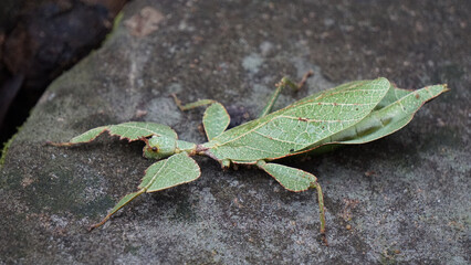 Katydids Green leaf camouflage insect