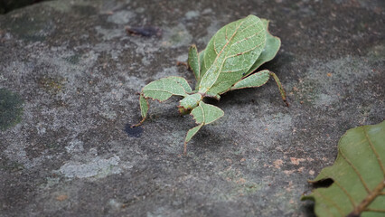 Katydids Green leaf camouflage insect