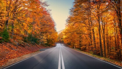 Obraz premium road in autumn forest