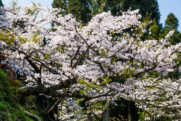 Beautiful cherry blossoms bloom in the Alishan Forest Recreation Area in Chiayi, Taiwan.