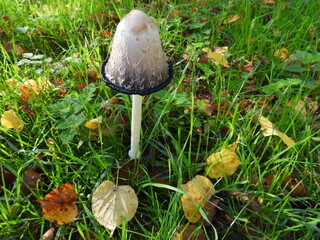 Ein Schopf-Tintling inmitten einer herbstlich, feuchten Wiese