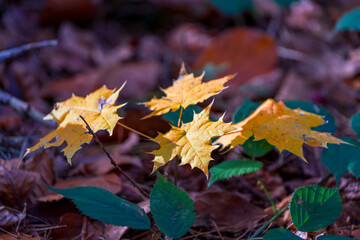 Bavarian Autumn maple leaves with sun light into the forest