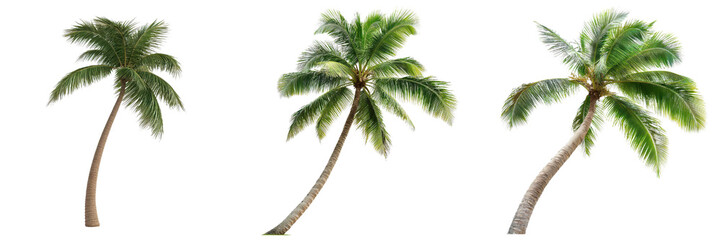 leaning palm tree with curved trunk, showcasing its exotic beauty and tropical charm. This unique tree adds touch of nature elegance to any landscape