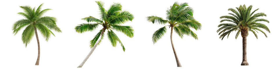 Fototapeta premium Dramatic palm trees bending towards ground, showcasing their lush green leaves and unique shapes, create striking visual impact