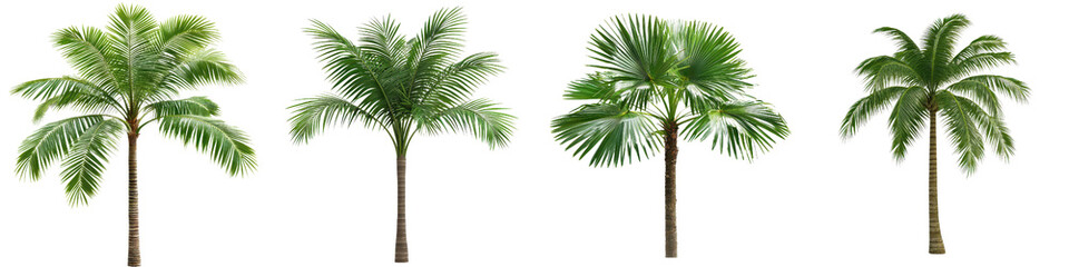 Fototapeta premium collection of four distinct palm trees with lush green fronds, showcasing tropical beauty and diversity in foliage. Perfect for enhancing any landscape or design project