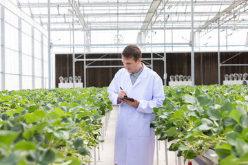 Male scientist analyzes and studies research at organic strawberry farm. Farm organic fresh...