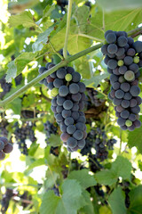 Ripe juicy purple grapes on a branch of tree with a sunny background