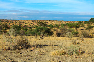 African savannah landscape. Wildlife of Tanzania.